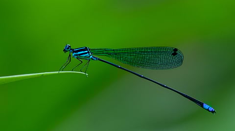 The bodies of the damselflies were aglow with a soft, ethereal light, like floating jewels casting a spell over the entire scene