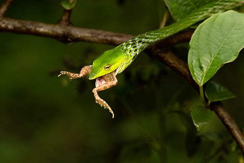 In a sudden flash of movement, the snake struck—a powerful reminder of nature’s unpredictable dance