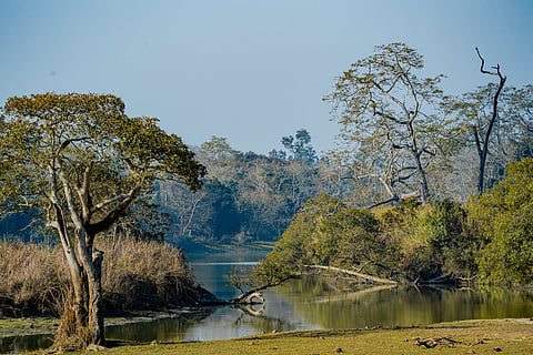 Four main types of vegetation exist in Kaziranga: alluvial inundated grasslands, alluvial savanna woodlands, tropical moist mixed deciduous forests and tropical semi-evergreen forests
