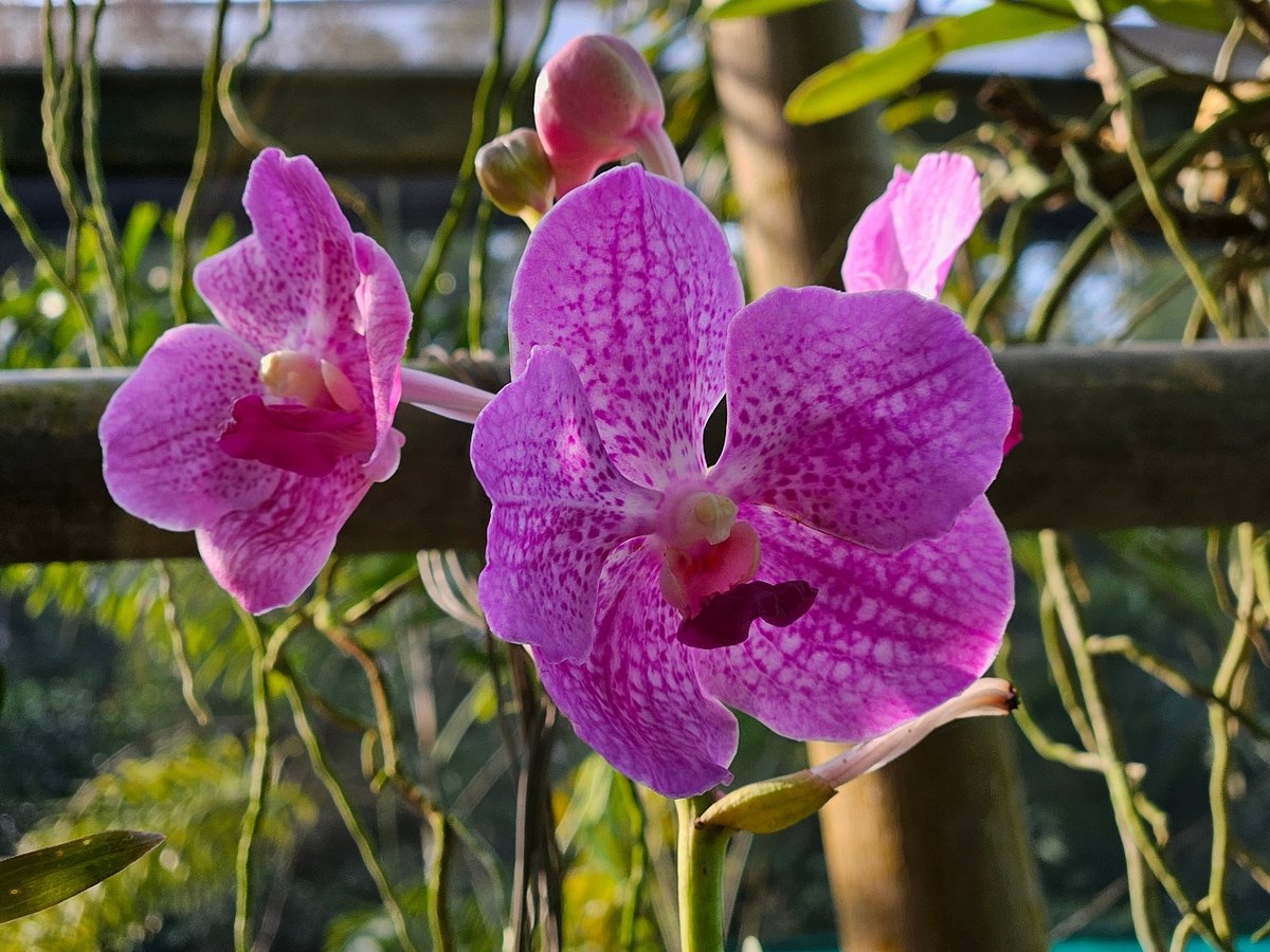 Shutterstock : The park is home to a huge variety of wild and hybrid orchids