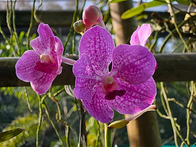 Shutterstock : The park is home to a huge variety of wild and hybrid orchids