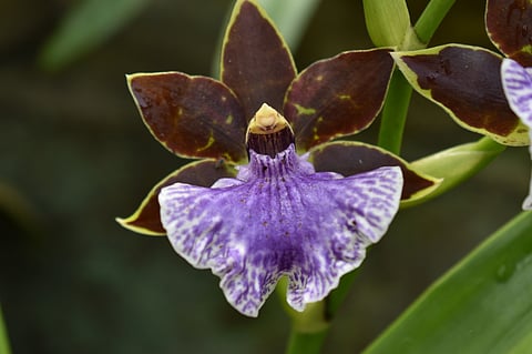 The Kaziranga Orchid National Park is home to over 500 species of wild orchids collected from across northeastern India