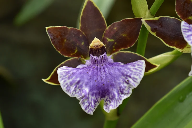 The Kaziranga Orchid National Park is home to over 500 species of wild orchids collected from across northeastern India