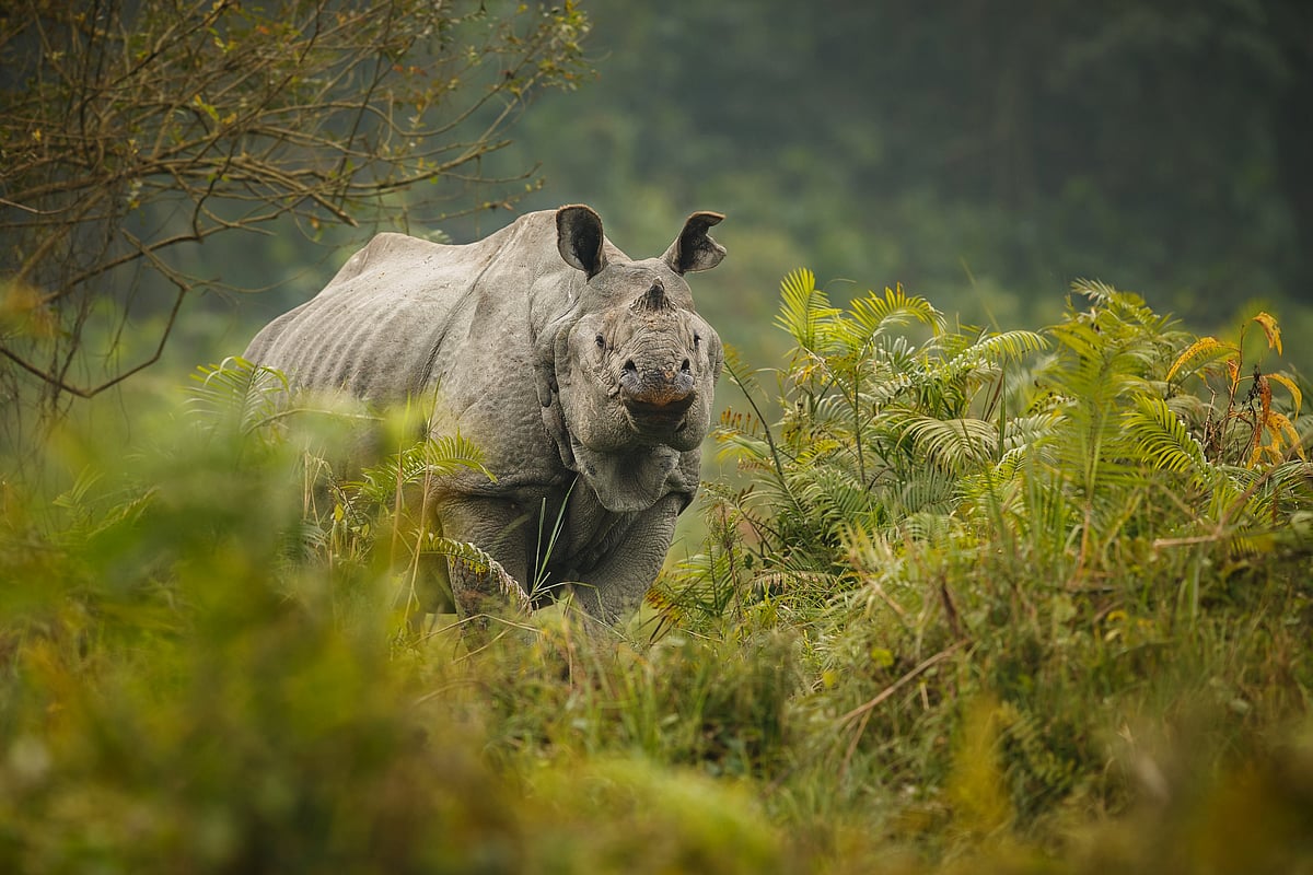 vladimircech/Freepik : Kaziranga National Park, situated in Assam, is a UNESCO world heritage sites famed for the one-horned rhinoceros.