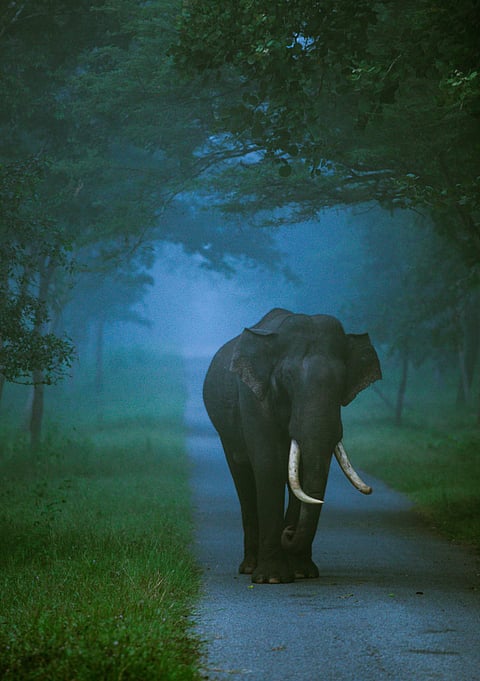 Nagarhole National Park, Karnataka