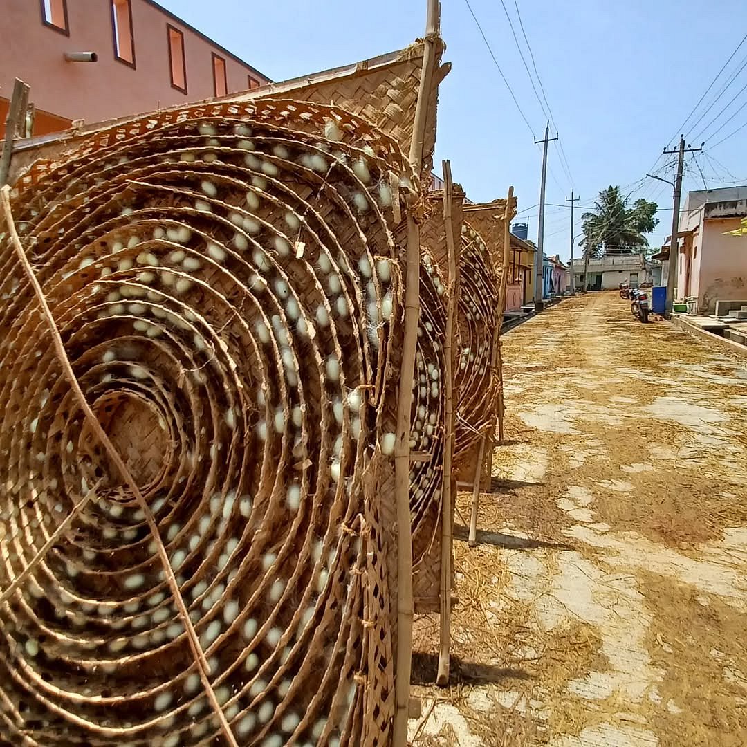 Production of silk in Ramanagara