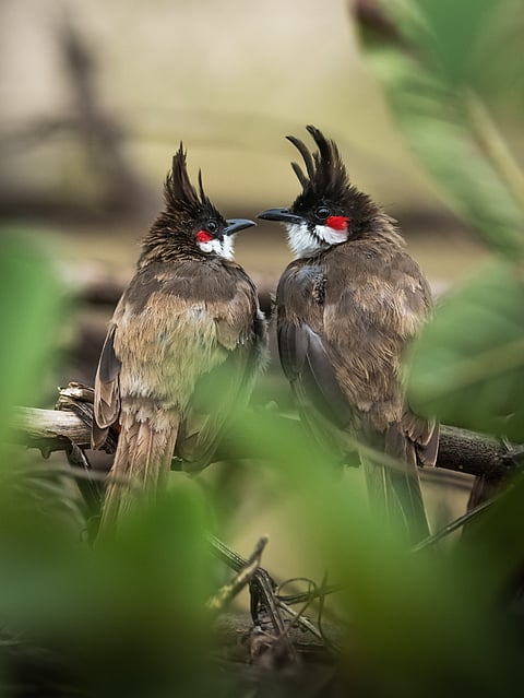 Nagarhole National Park, Karnataka