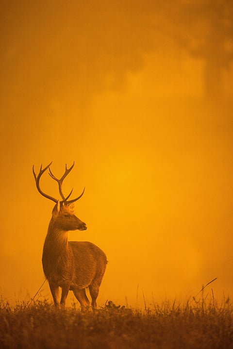 Kanha National Park, Madhya Pradesh