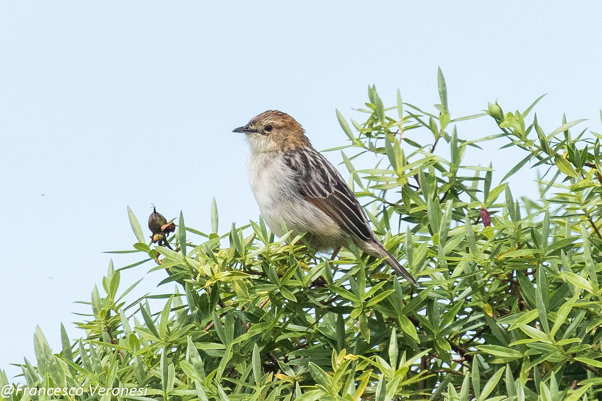 Wikimedia Commons : Aberdare Cisticola, found only in Kenya