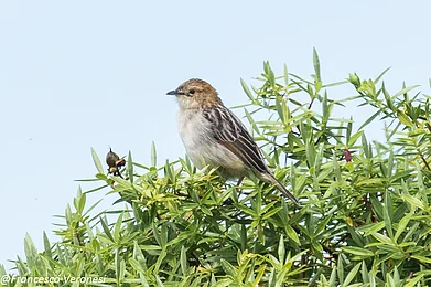 Wikimedia Commons : Aberdare Cisticola, found only in Kenya