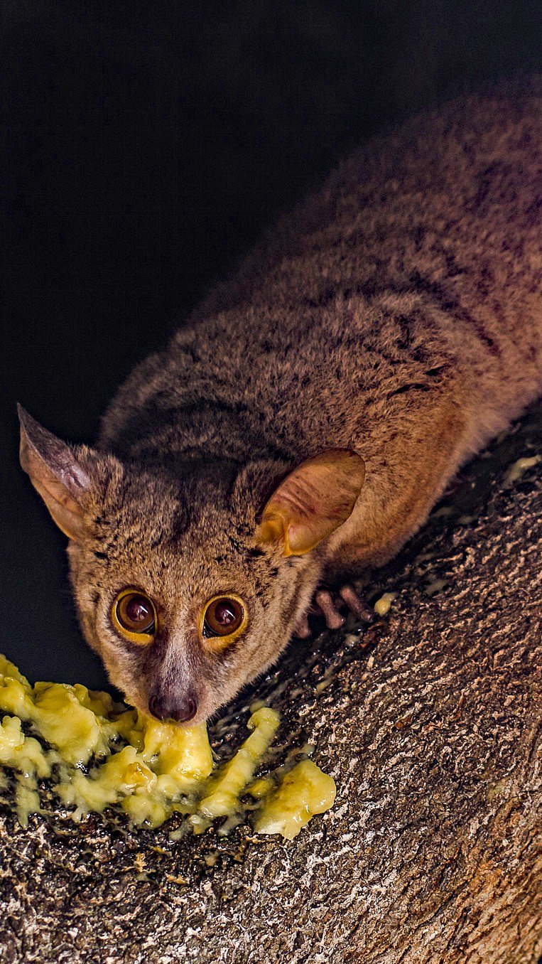 A shot of Kenya Coast Galago 