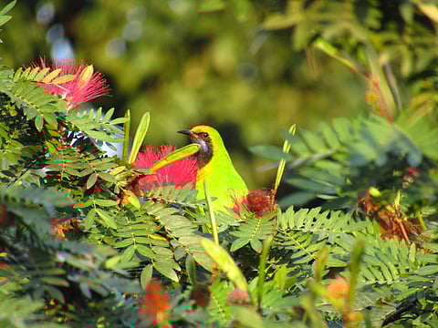 Golden-fronted Leafbird (Chloropsis aurifrons) from Buxa Tiger Reserve, Alipurduar, West Bengal