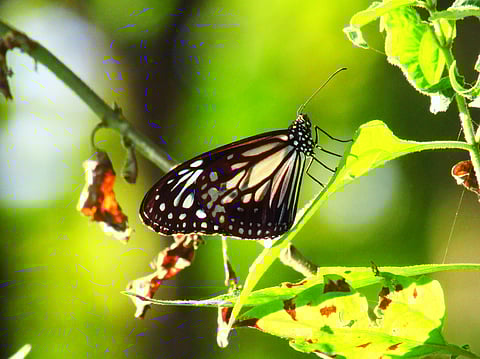 Glassy tiger (Parantica aglea) from Buxa Tiger Reserve