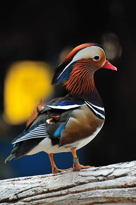 A view of Mandarin Duck