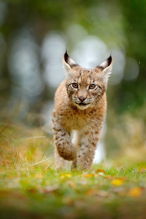 A young Lynx in its habitat