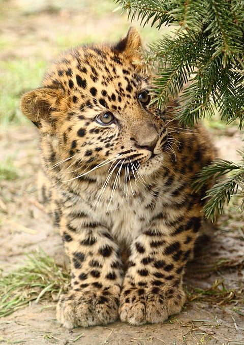 An Amur leopard cub in the wild