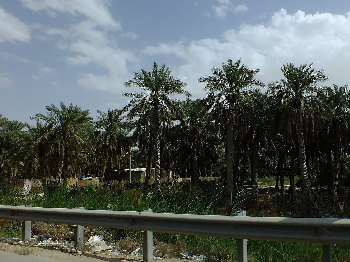 Palm trees in Hofuf