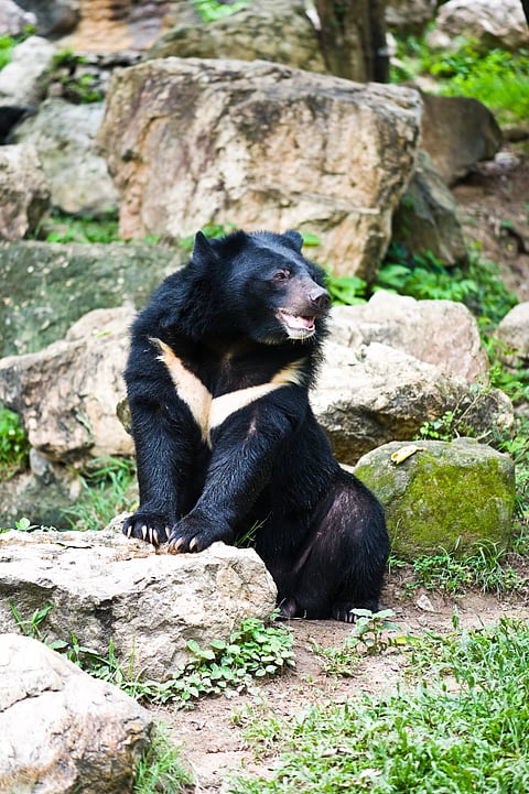 A shot of the Asiatic Black Bear