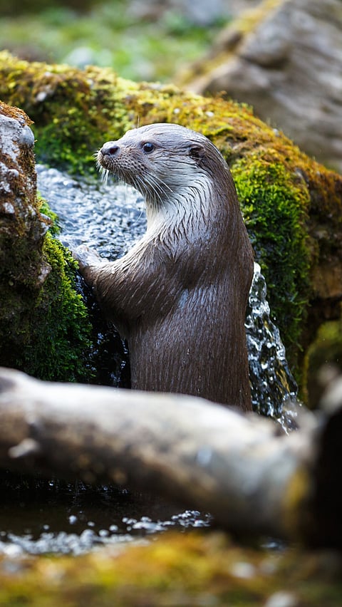 A Eurasian Otter in its habitat