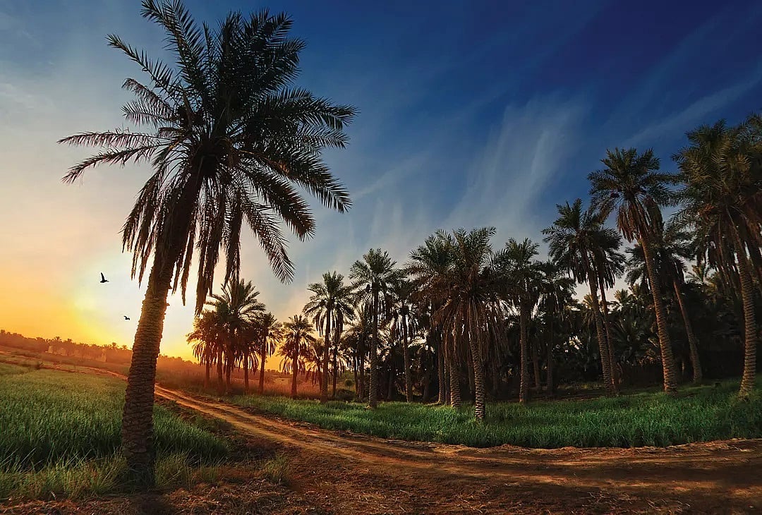Al Ahsa Oasis is home of cool palm groves, vibrant souqs, and a wealth of historic sites