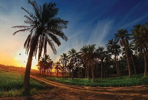Al Ahsa Oasis is home of cool palm groves, vibrant souqs, and a wealth of historic sites