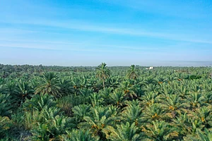 Wikimedia Commons : A view of Al-Ahsa Oasis