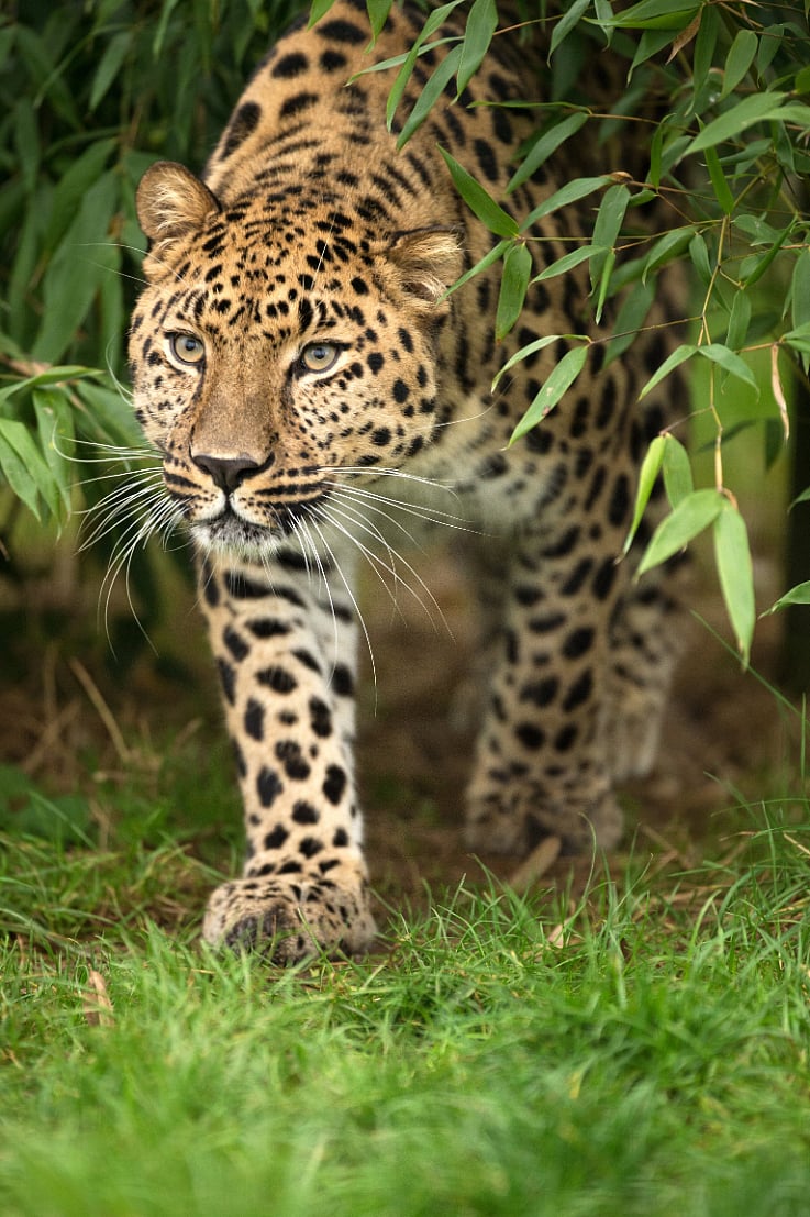 Shutterstock : An Amur Leopard emerging from the leaves