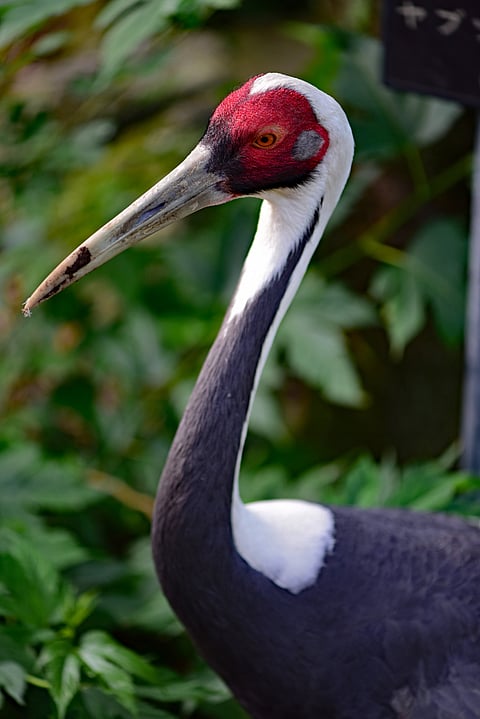 A look at an elegant White-naped Crane