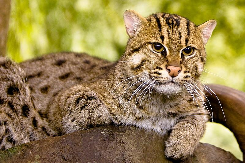 By Kelinahandbasket - Fishing Cat, CC BY 2.0/Wikimedia Commons : The Indian fishing cat is a medium-sized wild feline native to the Indian subcontinent.