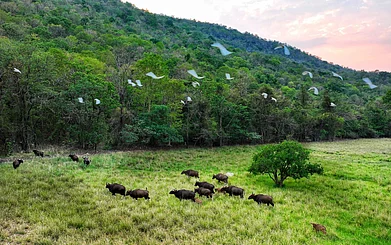 Debrigarh Wildlife Sanctuary/facebook : A view inside Debrigarh Wildlife Sanctuary