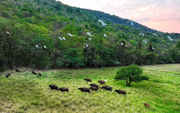 Debrigarh Wildlife Sanctuary/facebook : A view inside Debrigarh Wildlife Sanctuary