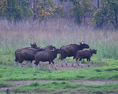 At Debrigarh Wildlife Sanctuary
