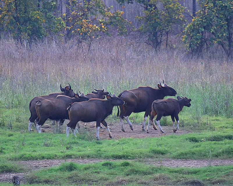 At Debrigarh Wildlife Sanctuary