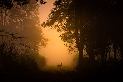 A deer in Dudhwa National Park