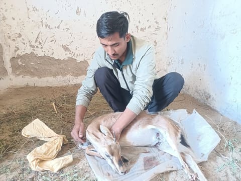 Radheshyam Bishnoi cares for a wild animal