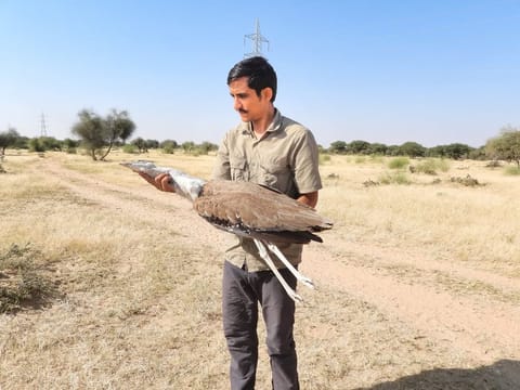 Radheshyam Bishnoi with a carcass of the great Indian bustard