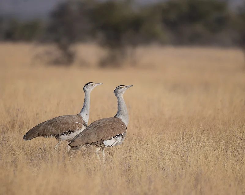 The great Indian bustards population hovered around 150 in 2018