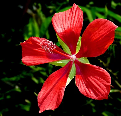 Wikimedia Commons : A bright red Hibiscus in monsson