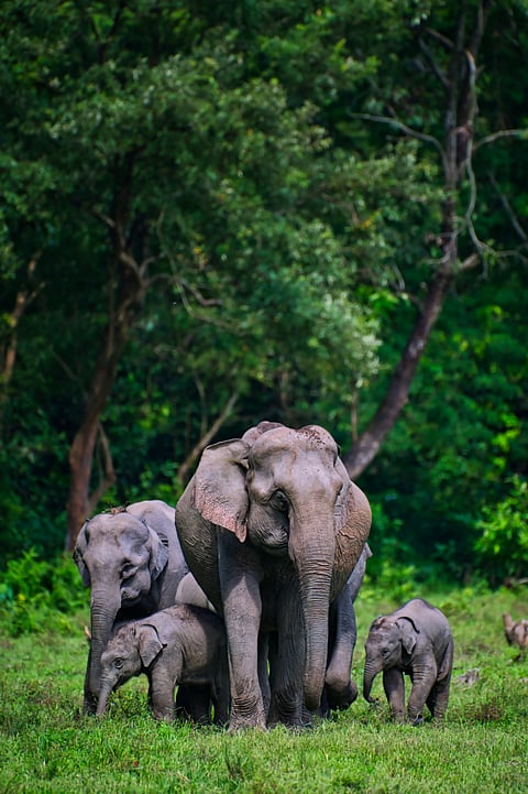 Elephants pose for a picture at Manas National Park, Assam