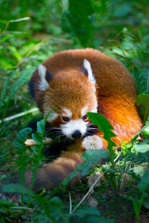 A red panda spotted at the Kanchenjunga National Park, Sikkim