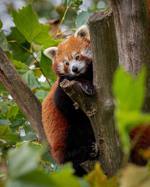 A red panda in its habitat