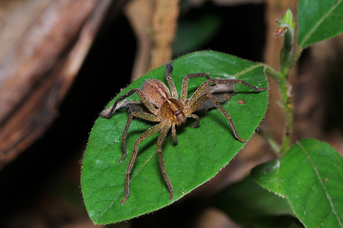 A Huntsman spider