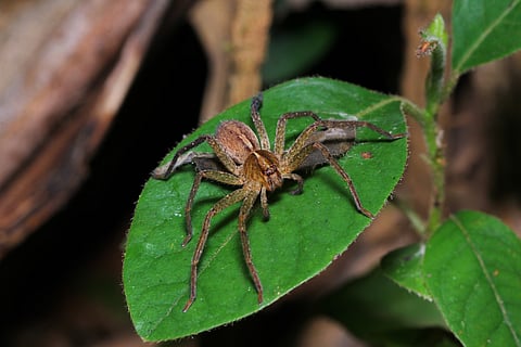 A Huntsman spider
