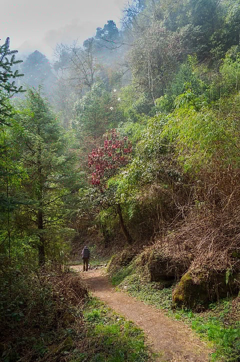 A trekker at the Barsey Rhododendron Sanctuary, Sikkim