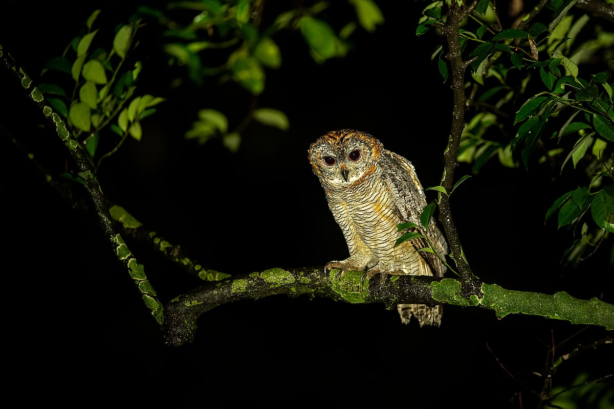 The mottled wood owl (Strix ocellata) is a species of large owl found in India and Nepal.
