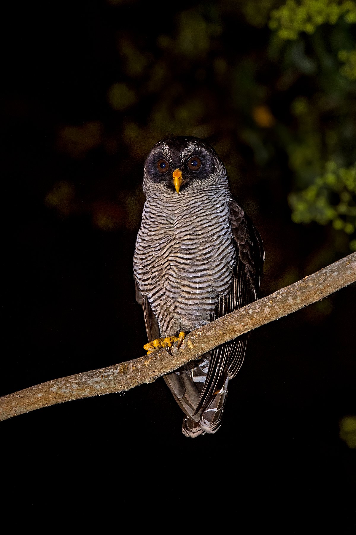 Owls boast incredible night vision.