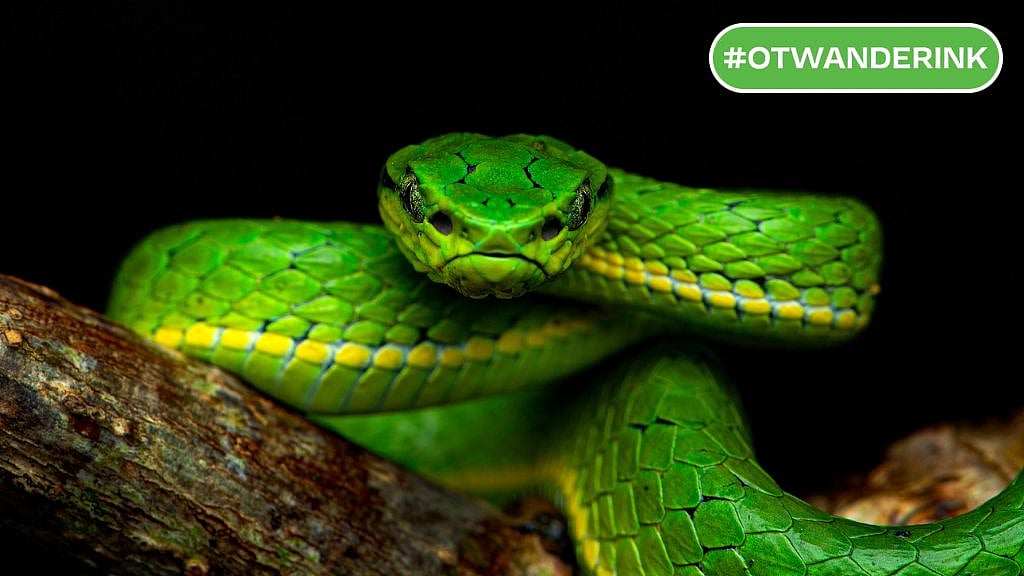 Copyright: Sanket Reddy : Some species of snakes are nocturnal, meaning they are most active at night. 