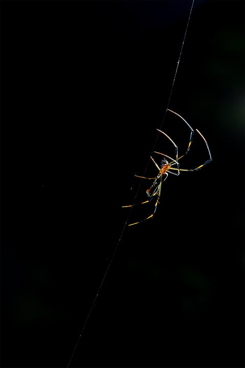 Spiders play a crucial role in forest ecosystems as predators, controlling insect populations and indirectly assisting with plant pollination. 