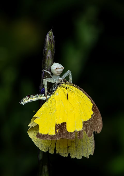 Ghost crabs are semiterrestrial crabs of the subfamily Ocypodinae. They are common in tropical and subtropical regions throughout the world