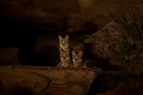 Cats can see very well in the dark. Their night vision is enhanced by a special reflective structure in their eyes called the tapetum lucidum.